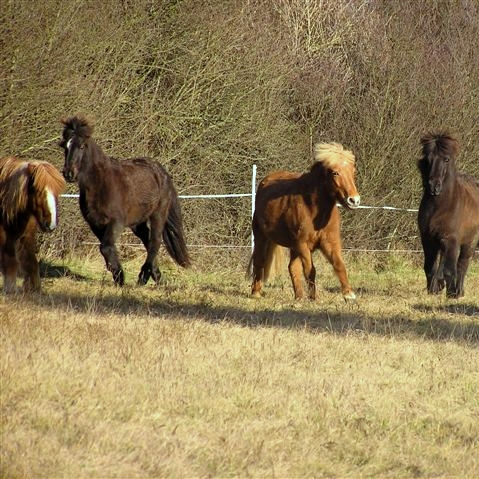 Isländische Pferdetänze